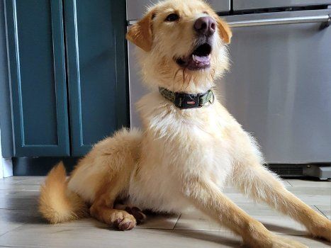 Dog for adoption - Oakley, a Golden Retriever & Terrier Mix in Bedford  Hills, NY | Petfinder