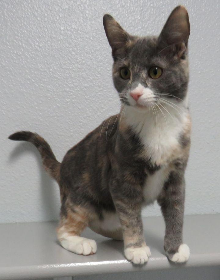 Latte, an adoptable Calico Mix in Jamestown, CA_image-1