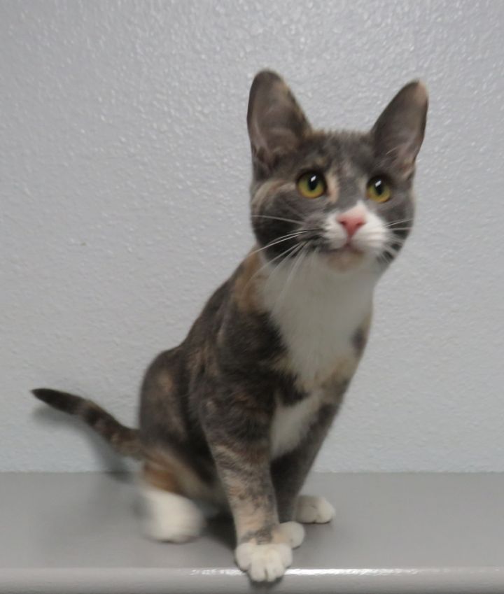 Latte, an adoptable Calico Mix in Jamestown, CA_image-2