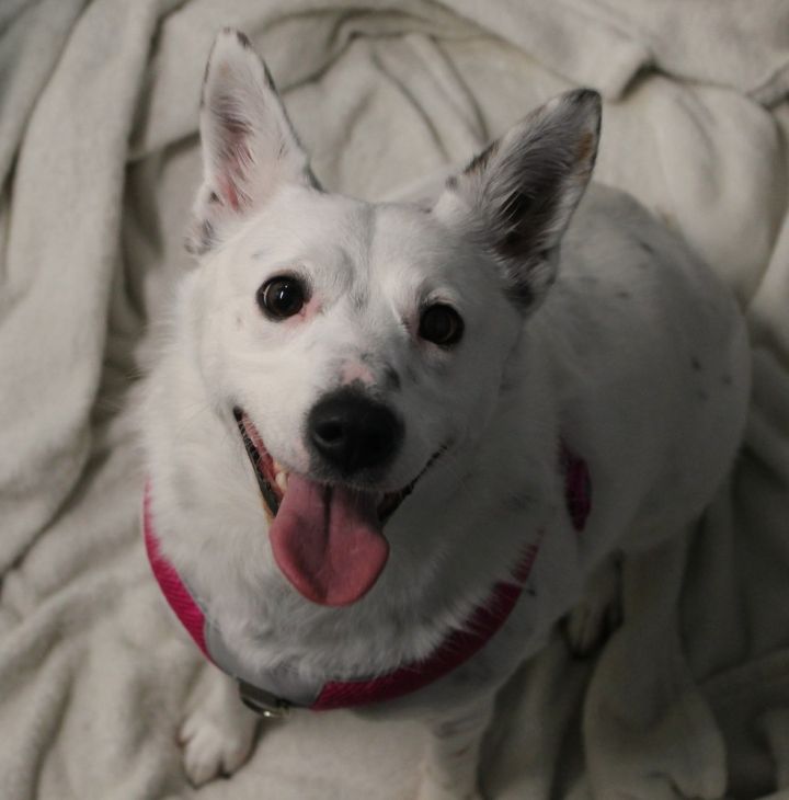 Zena, an adoptable Cattle Dog Mix in Jamestown, CA_image-1