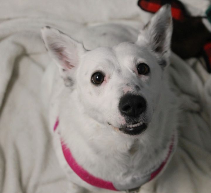 Zena, an adoptable Cattle Dog Mix in Jamestown, CA_image-4