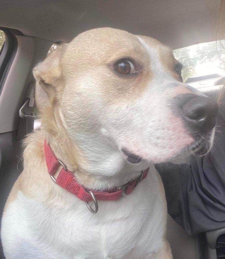 Benny, an adoptable Beagle & American Bulldog Mix in Milton, FL_image-2