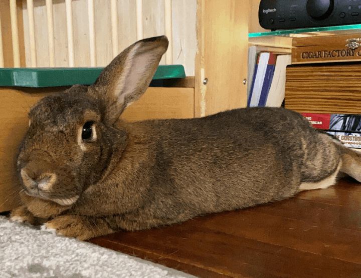 Alice, an adoptable Bunny Rabbit in Cambridge, ON_image-2