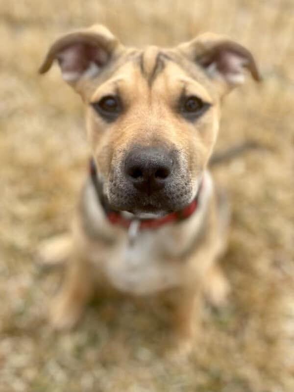 Storm, an adopted Black Mouth Cur & Shar-Pei Mix in Cypress, TX_image-1