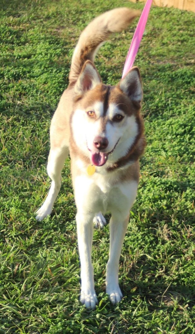 Sizu, an adoptable Husky in Seattle, WA_image-3