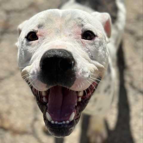 Mayhew, an adoptable Pit Bull Terrier Mix in Fort Smith, AR_image-1