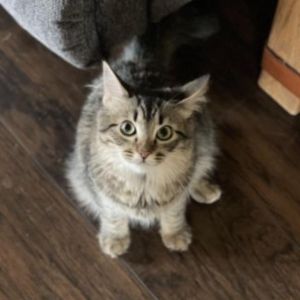 Pollyanna, Adult Female unknown