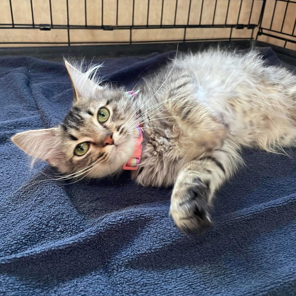 Pollyanna, an adoptable Domestic Short Hair in Hemet, CA, 92543 | Photo Image 2