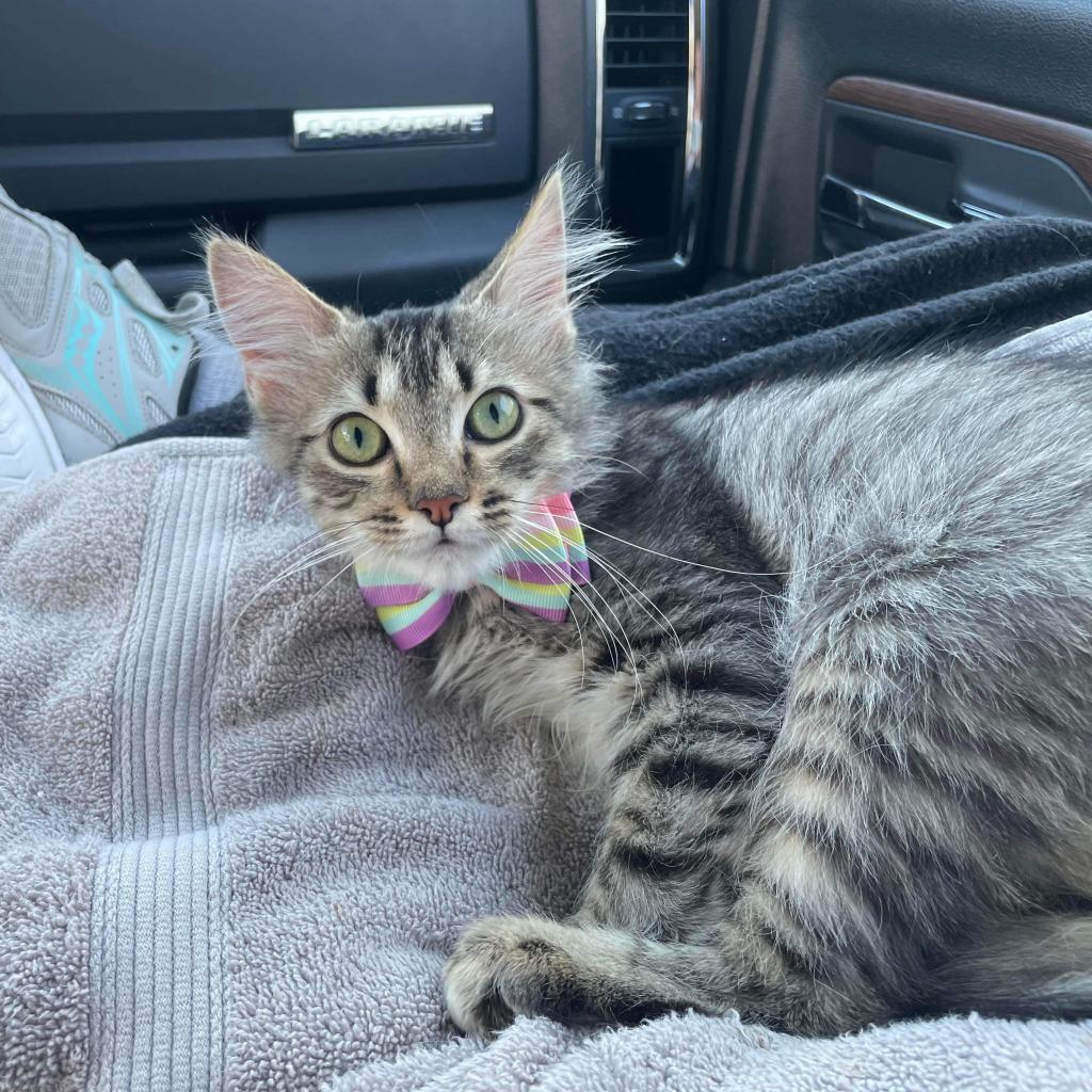 Pollyanna, an adoptable Domestic Short Hair in Hemet, CA, 92543 | Photo Image 3
