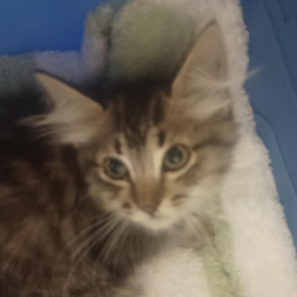 Pollyanna, an adoptable Domestic Short Hair in Hemet, CA, 92543 | Photo Image 4