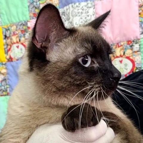 Milo 1