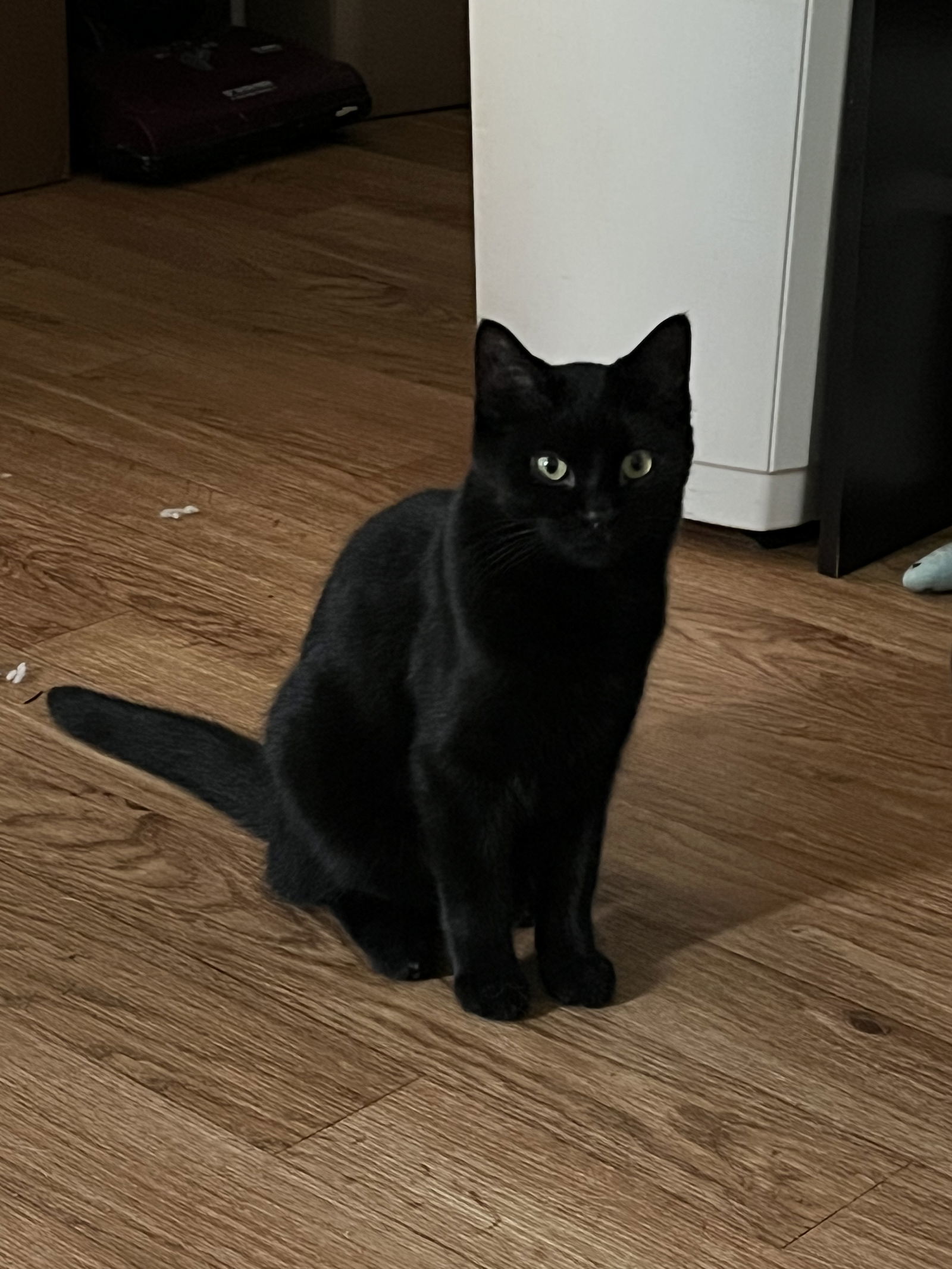 Clark Kent - AI, an adoptable Domestic Short Hair in Clinton, MI, 49236 | Photo Image 1