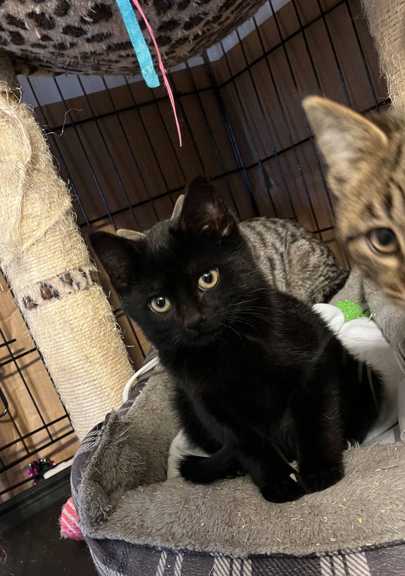 Clark Kent - AI, an adoptable Domestic Short Hair in Clinton, MI, 49236 | Photo Image 2