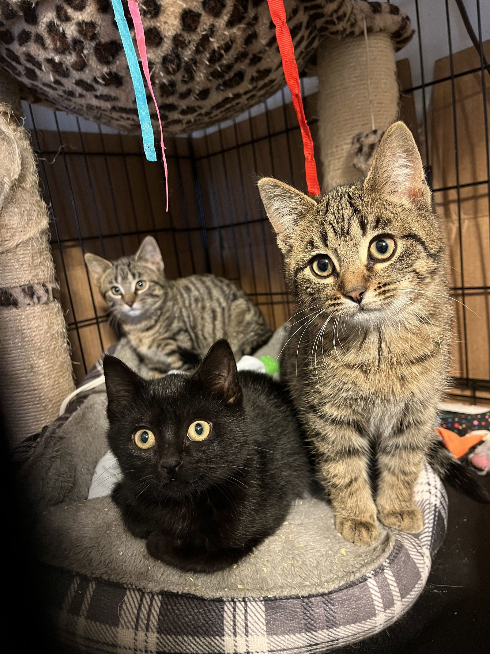 Clark Kent - AI, an adoptable Domestic Short Hair in Clinton, MI, 49236 | Photo Image 3