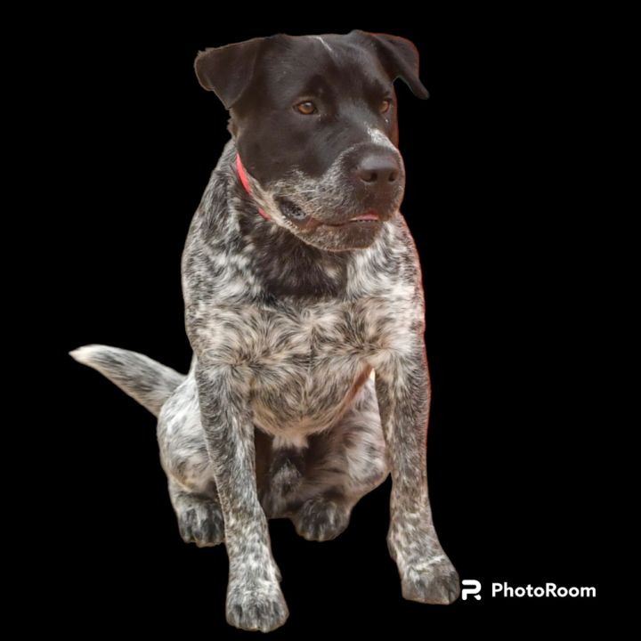 Pepper, an adoptable Mixed Breed in Vail, AZ_image-1