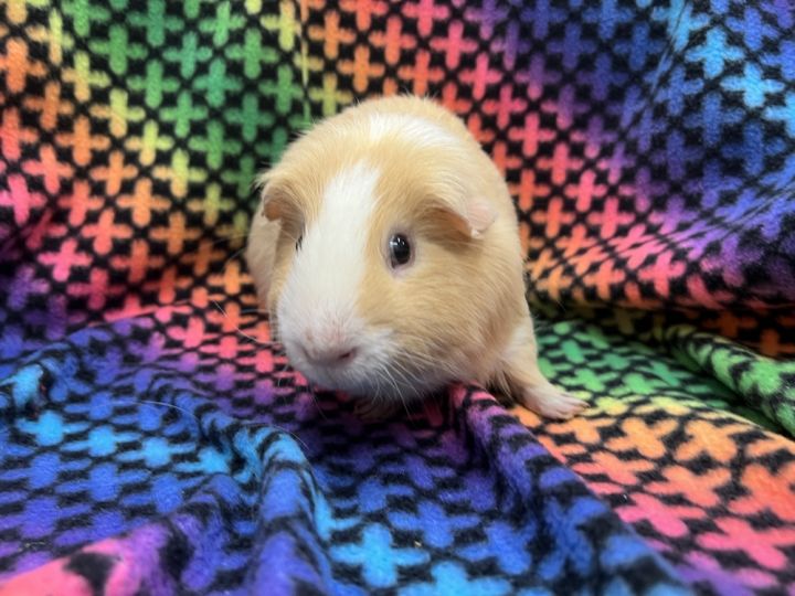 Winnie the P (Bonded to Eeyore and Tigger), an adoptable Guinea Pig in San Diego, CA_image-3