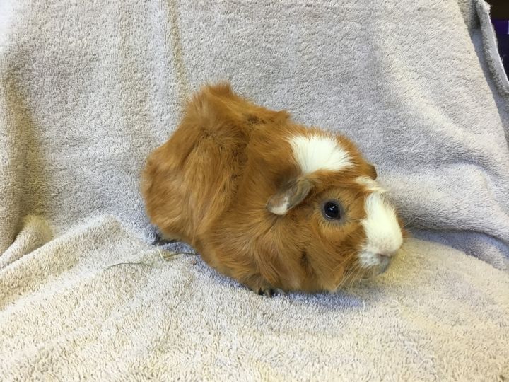 Seb-Co ( Bonded to Stan-Lee), an adoptable Guinea Pig in San Diego, CA_image-3