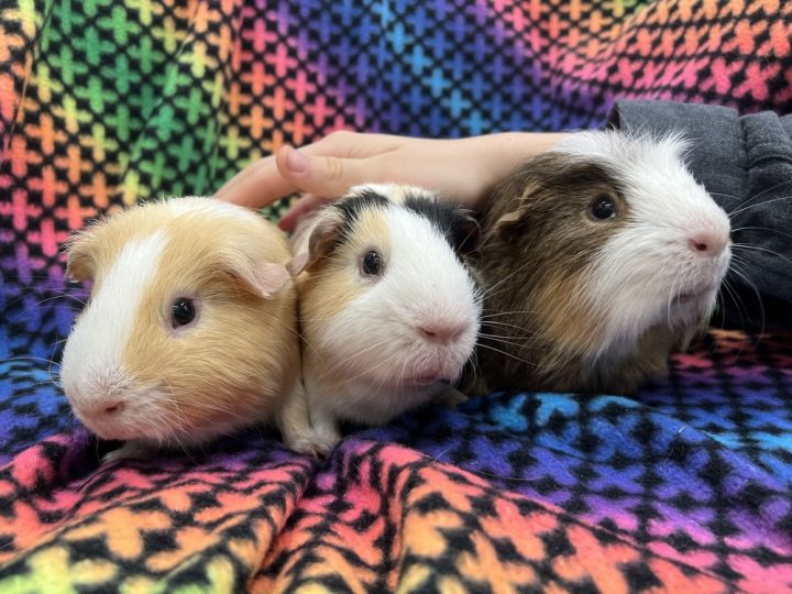 Eeyore (bonded to Winnie The P and Tigger), an adoptable Guinea Pig in San Diego, CA_image-1
