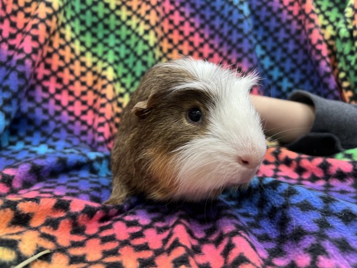 Eeyore (bonded to Winnie The P and Tigger), an adoptable Guinea Pig in San Diego, CA_image-2