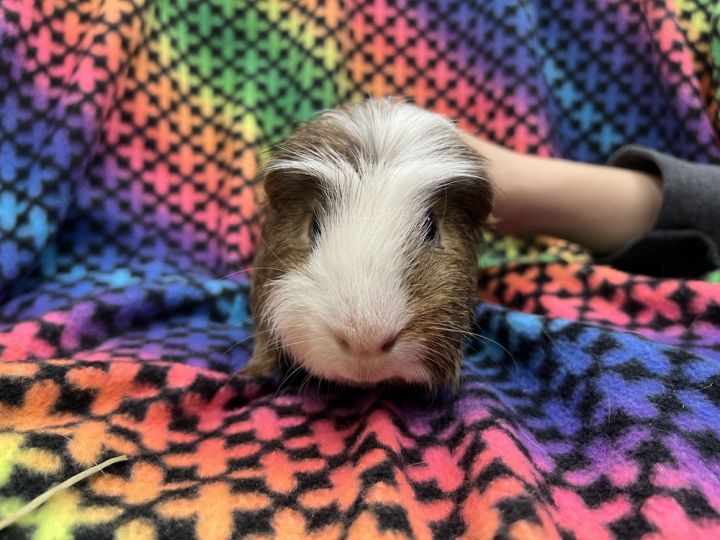 Eeyore (bonded to Winnie The P and Tigger), an adoptable Guinea Pig in San Diego, CA_image-3