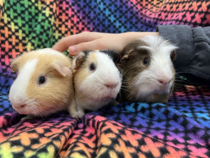 Tigger (bonded to Eeyore and Winnie the P), an adoptable Guinea Pig in San Diego, CA_image-1