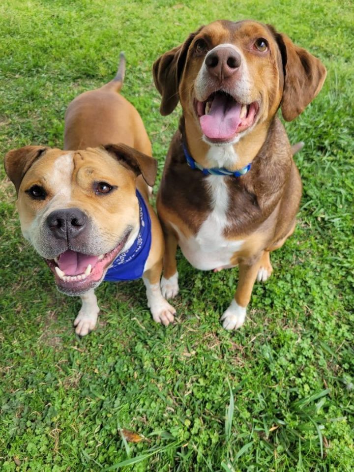Buffy & Toby- BONDED PAIR, an adoptable Beagle & Pit Bull Terrier Mix in Norfolk, VA_image-1