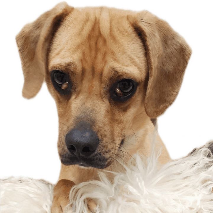 Rico, an adopted Beagle Mix in Tulsa, OK_image-2