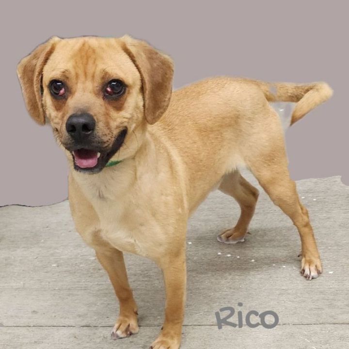 Rico, an adopted Beagle Mix in Tulsa, OK_image-1