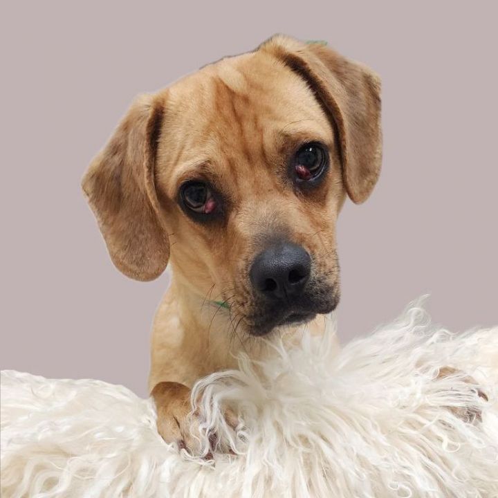 Rico, an adopted Beagle Mix in Tulsa, OK_image-4