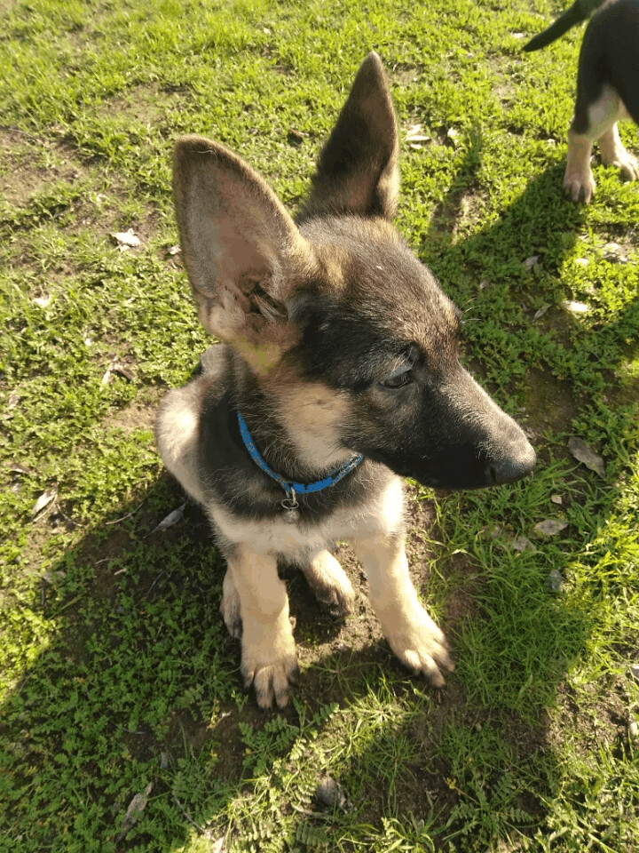 Thor, an adoptable German Shepherd Dog Mix in Atwater, CA_image-1