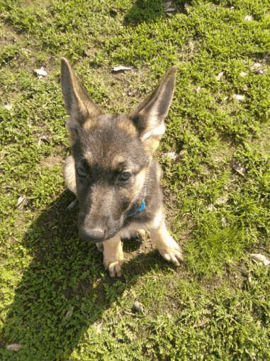 Thor, an adoptable German Shepherd Dog Mix in Atwater, CA_image-2