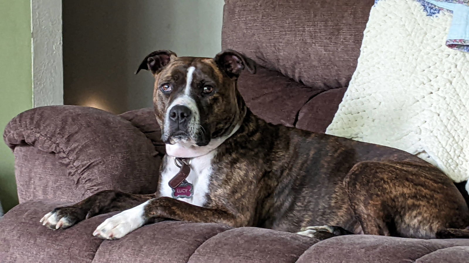 Lucy, an adoptable Mountain Cur in Cedar Rapids, IA, 52405 | Photo Image 1