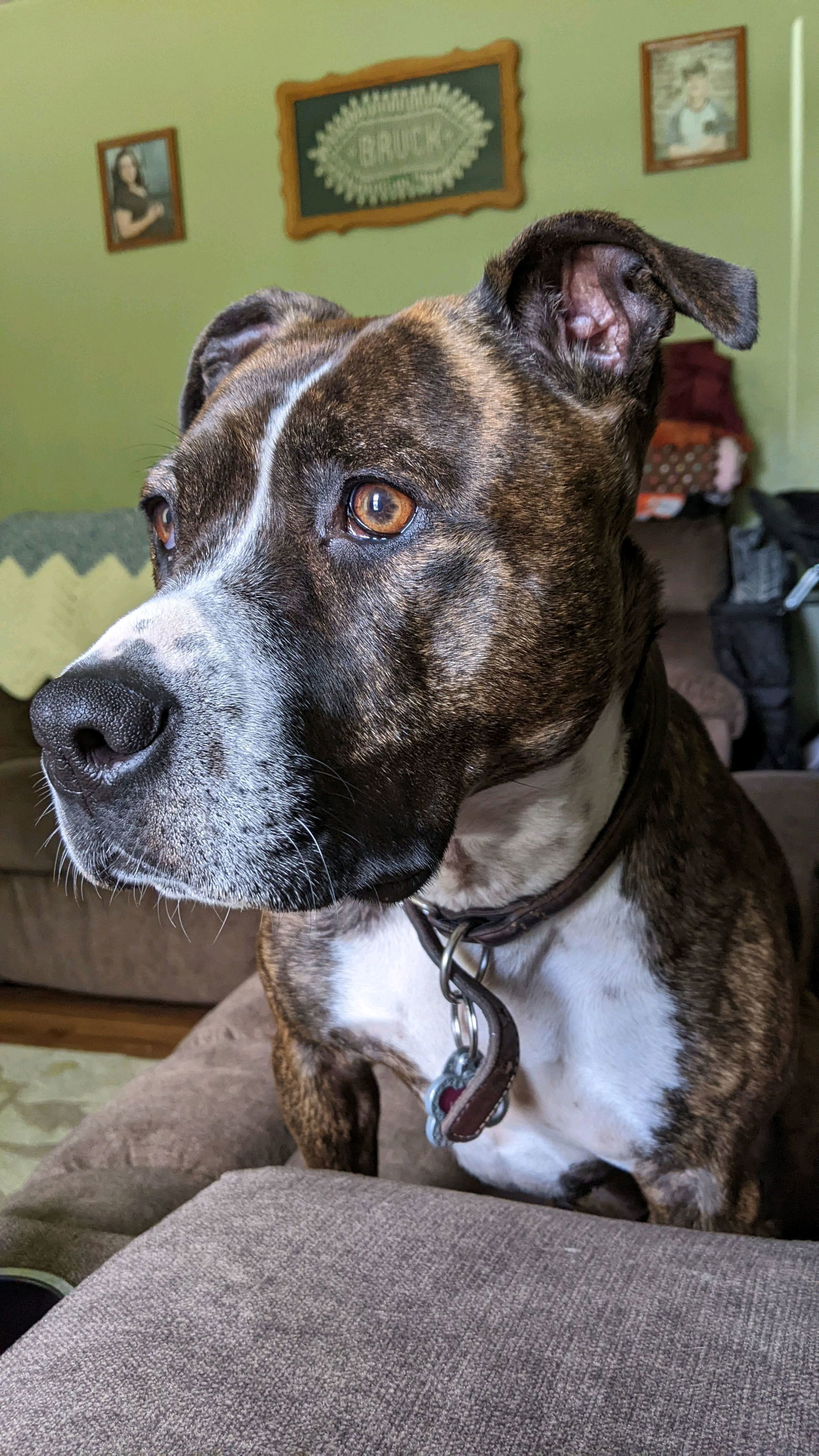 Lucy, an adoptable Mountain Cur in Cedar Rapids, IA, 52405 | Photo Image 2