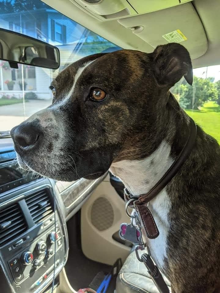 Lucy, an adoptable Mountain Cur in Cedar Rapids, IA, 52405 | Photo Image 3