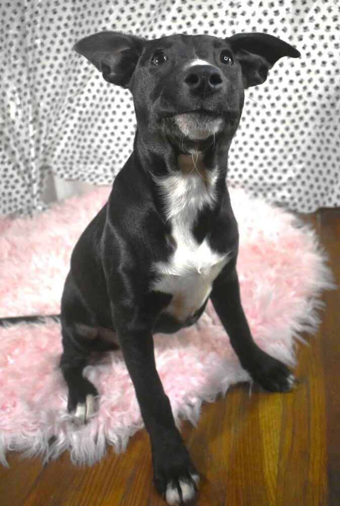 Ainsley, an adoptable Mixed Breed, Labrador Retriever in Sharon, VT, 05065 | Photo Image 6