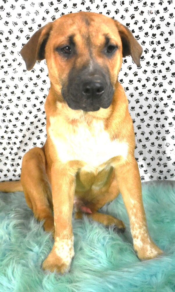 Artemis (Arty), an adoptable Mixed Breed, Shepherd in Sharon, VT, 05065 | Photo Image 3