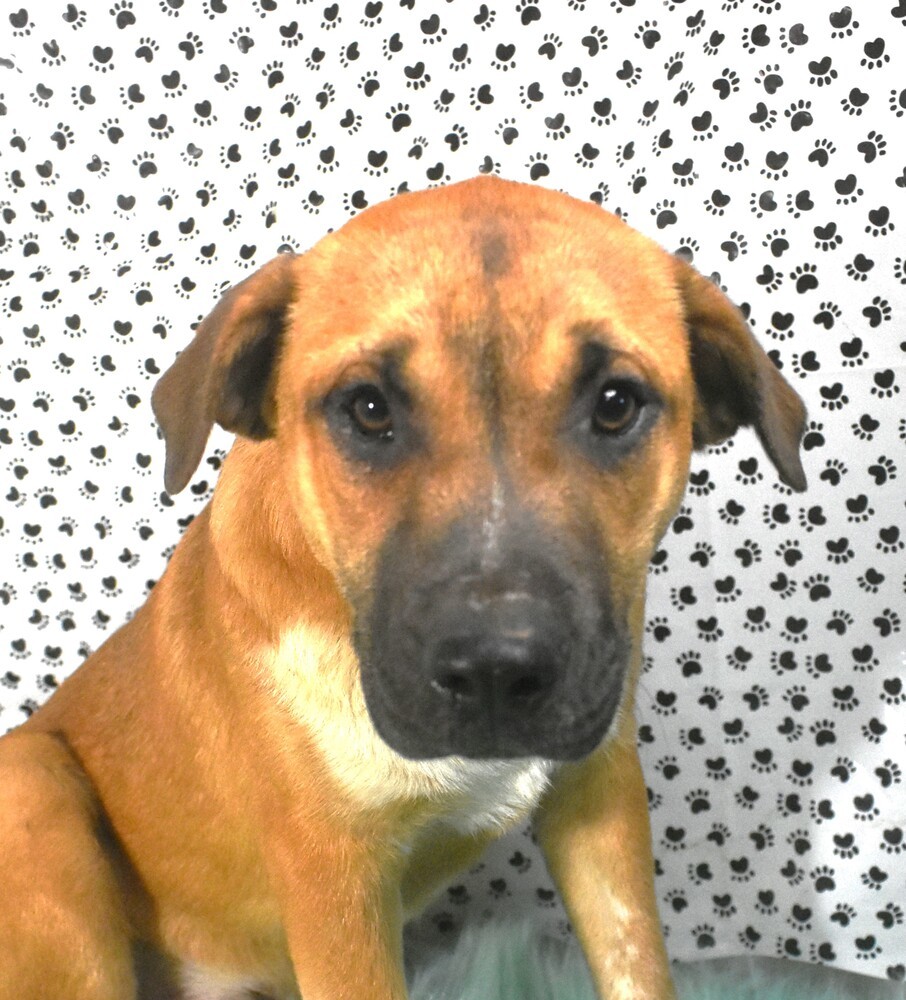 Artemis (Arty), an adoptable Mixed Breed, Shepherd in Sharon, VT, 05065 | Photo Image 2