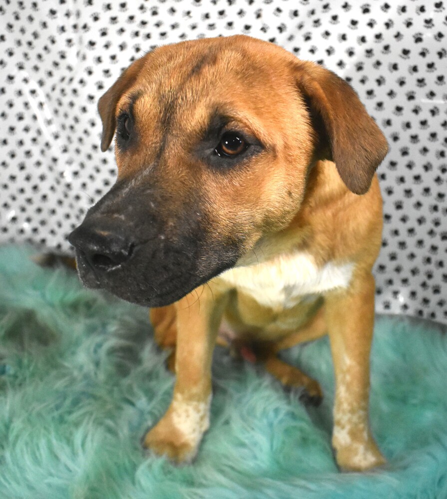 Artemis (Arty), an adoptable Mixed Breed, Shepherd in Sharon, VT, 05065 | Photo Image 4