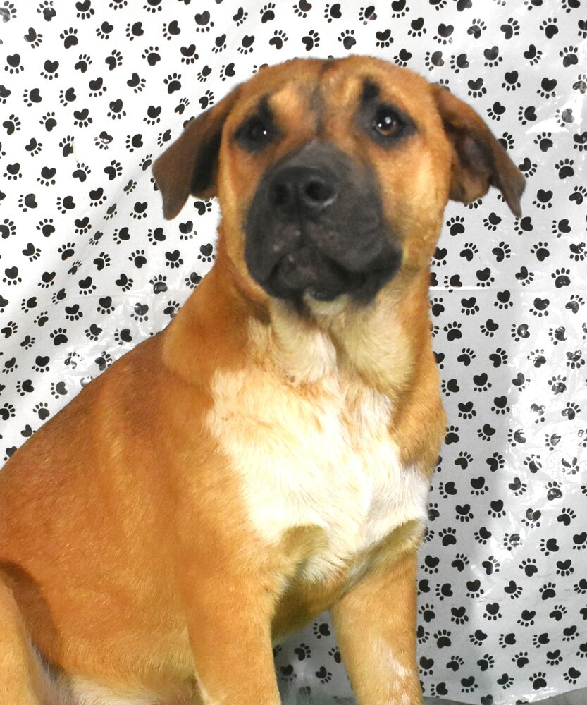 Artemis (Arty), an adoptable Mixed Breed, Shepherd in Sharon, VT, 05065 | Photo Image 6