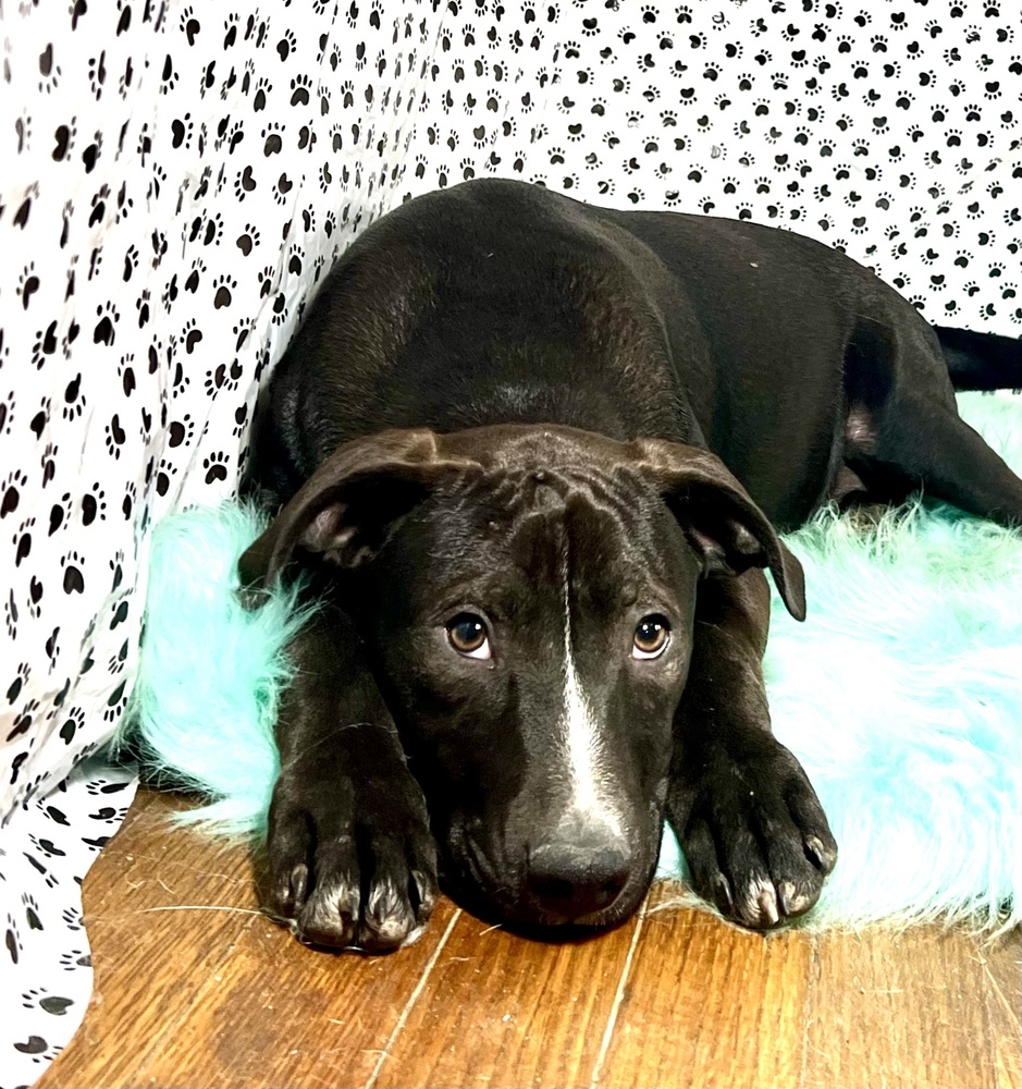 Armani, an adoptable Labrador Retriever in Sharon, VT, 05065 | Photo Image 3