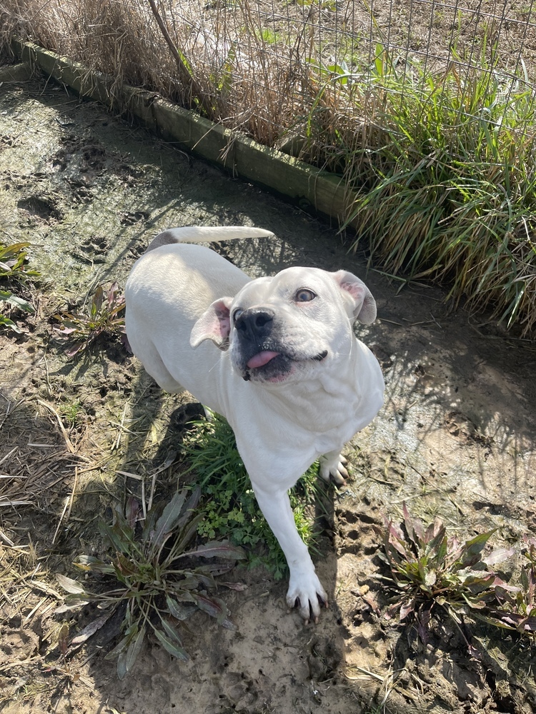 Ethal *Hospice (adoption fee lowered), an adoptable American Bulldog in Sharon, VT, 05065 | Photo Image 3