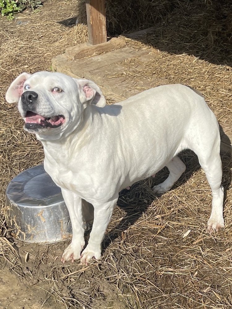 Ethal, an adoptable American Bulldog in Sharon, VT, 05065 | Photo Image 1