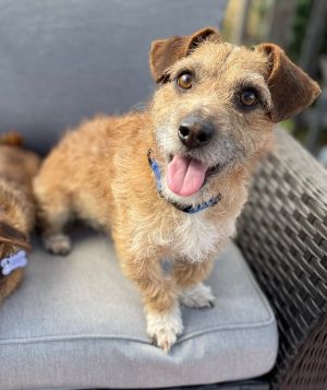 Danny (and Sandy - bonded pair) Border Terrier Dog