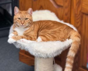 Beeker TCC, Young Male Domestic Short Hair