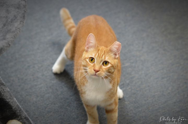 Cat for adoption - Beeker TCC, a Domestic Short Hair in Mount Laurel ...