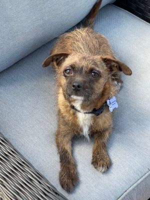 Sandy (and Danny) bonded pair Border Terrier Dog
