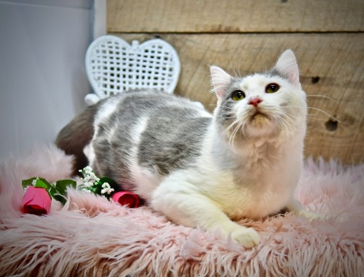 Shotzey, an adopted Domestic Medium Hair in Sevierville, TN_image-4