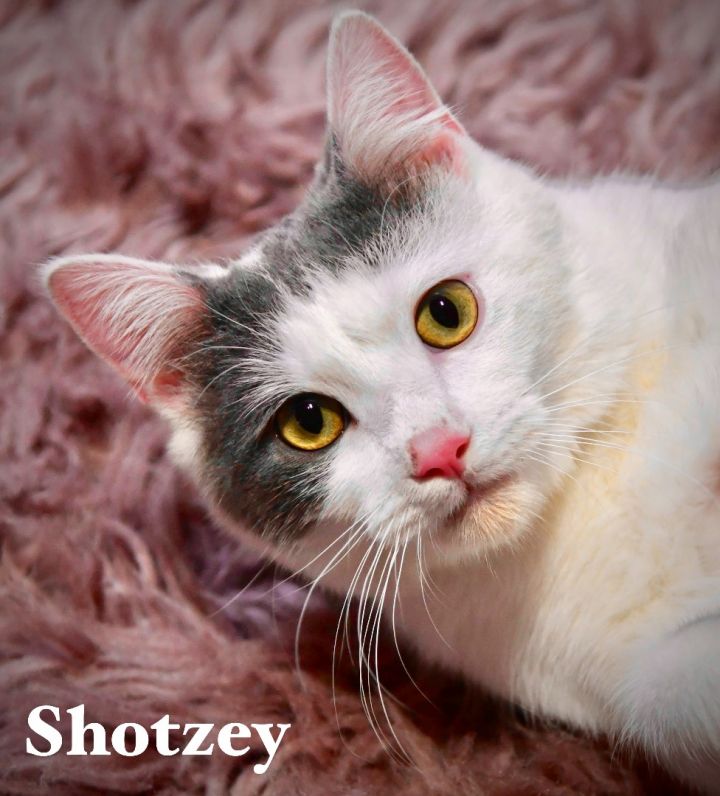Shotzey 1
