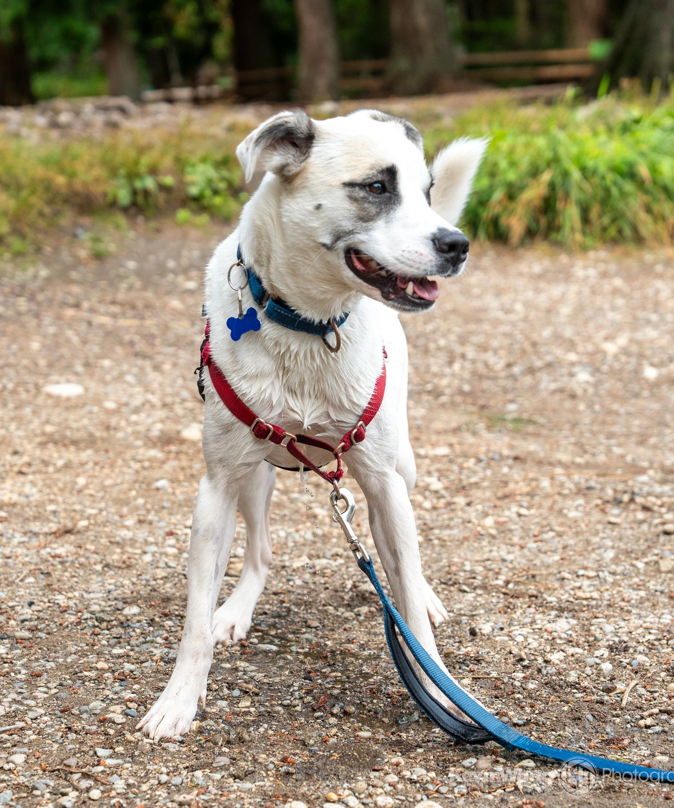 Talia, an adoptable Pit Bull Terrier, Husky in Seattle, WA, 98165 | Photo Image 1