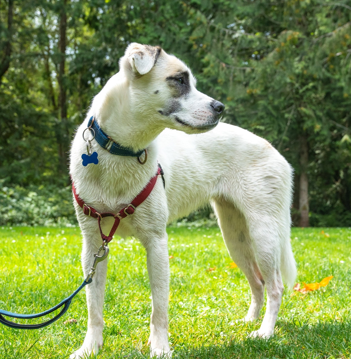 Talia, an adoptable Pit Bull Terrier, Husky in Seattle, WA, 98165 | Photo Image 2